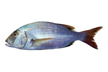 sarpa vulgaris sparus balığı balık dişli