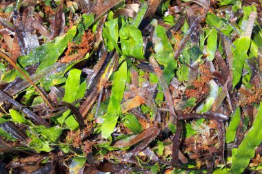 yosun deniz yosunu posidonia oceanica kurutulmuş ve yeşil