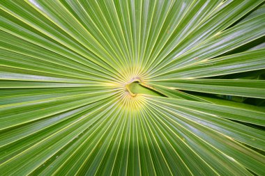 Pusula Florida Thatch Palm Thrinax ışınsal simetrili canlılar