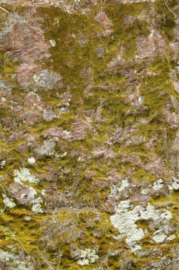 Background stone moss texture in red and green clipart