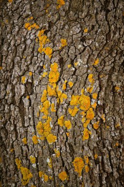 Brown tree trunk texture background clipart