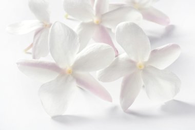 Jasmine flowers over white background clipart