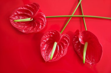 Anthurium exotic beautiful red flower still clipart