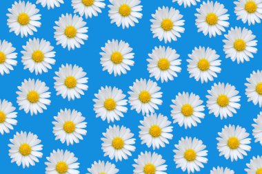 Colorful pattern with daisy flowers clipart