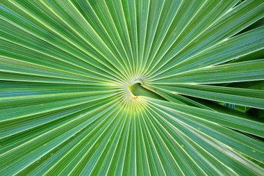 Pusula Florida Thatch Palm Thrinax ışınsal simetrili canlılar