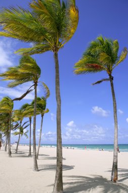 Fort Lauderdale tropical beach palm trees