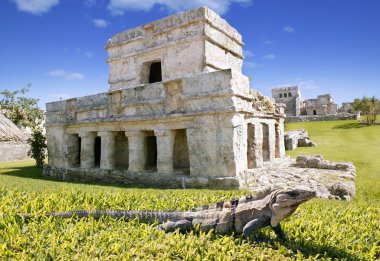 Iguana on grass in Tulum mayan ruins clipart