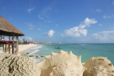 Sea shells in Playa del Carmen Quintana Roo clipart