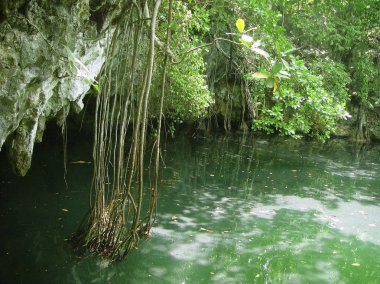 hipotermik riviera maya orman Maya quintana roo