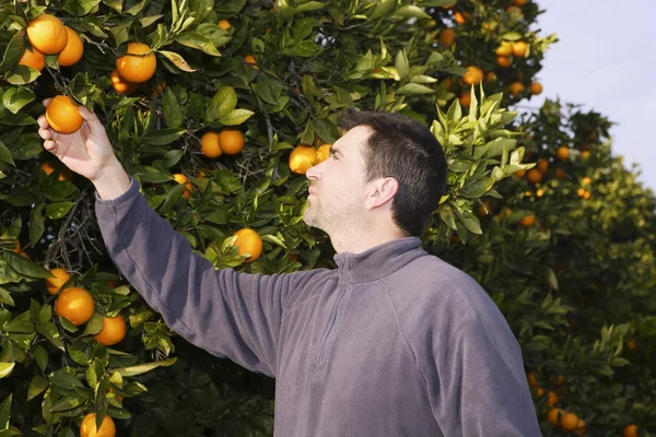 Orange tree fältet bonde skörd plocka frukter — Stockfoto