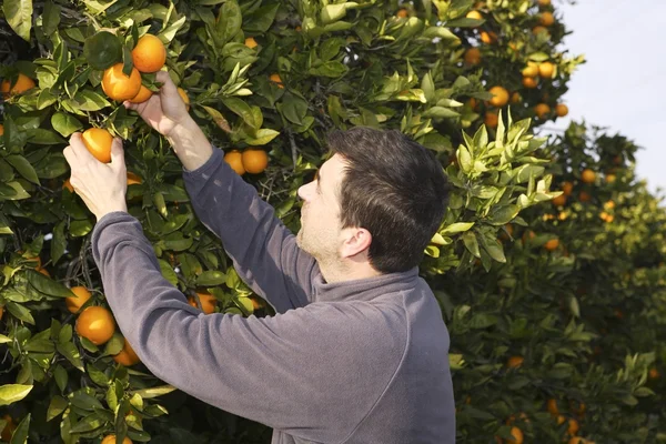 Campo de naranjos agricultor cosecha recoger frutas —  Fotos de Stock