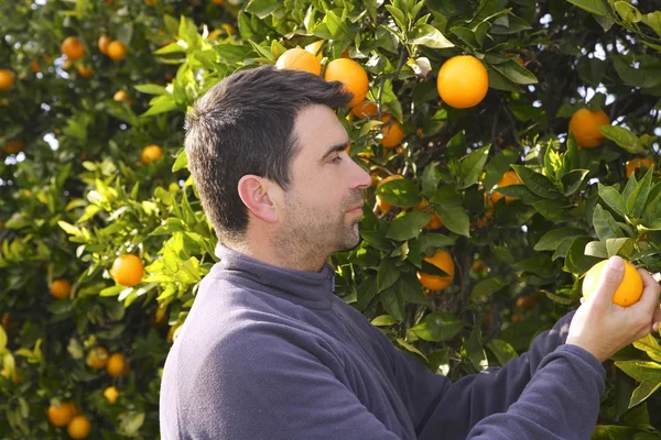 Drzewo pomarańczowe pole rolnik zbiorów zbieranie owoców — Zdjęcie stockowe