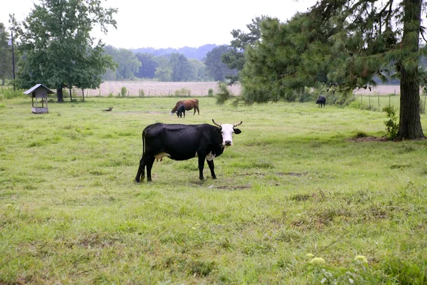 アメリカの緑の芝生の上の牛 — ストック写真