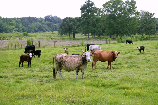 Bovinos vacas na grama verde americana — Fotografia de Stock