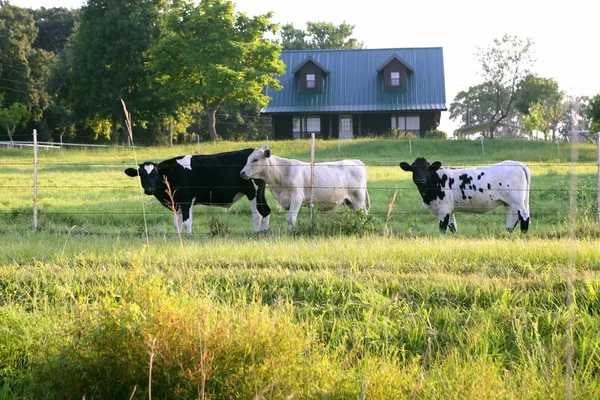 Αγελάδα βοοειδών για την αμερικανική πράσινη χλόη — Φωτογραφία Αρχείου