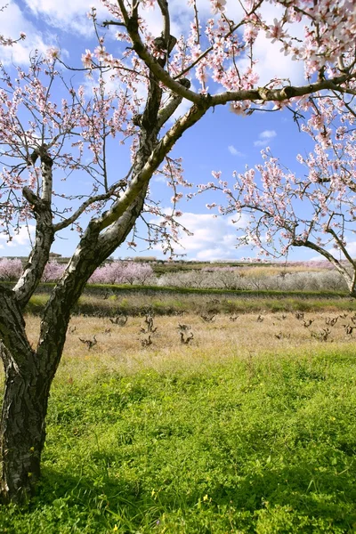 粉红色的杏仁树花 — 图库照片