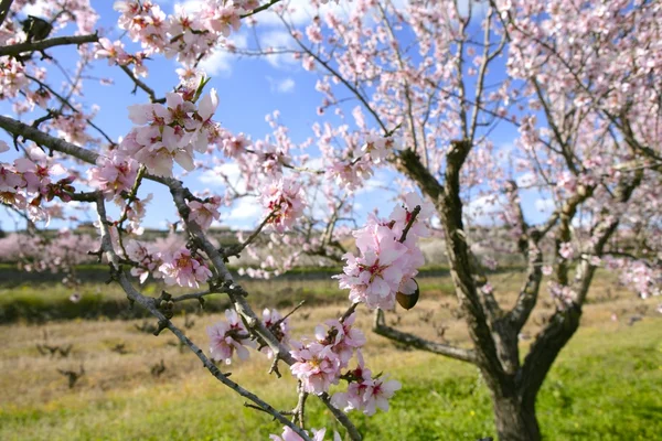 粉红色的杏仁树花 — 图库照片