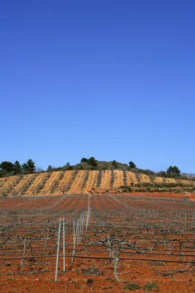 Reihen von Weinreben im Weinberg — Stockfoto