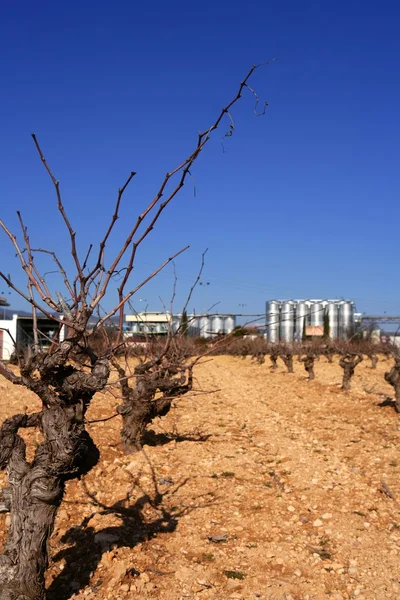 Rader av vinrankor i vingården i Spanien — Stockfoto