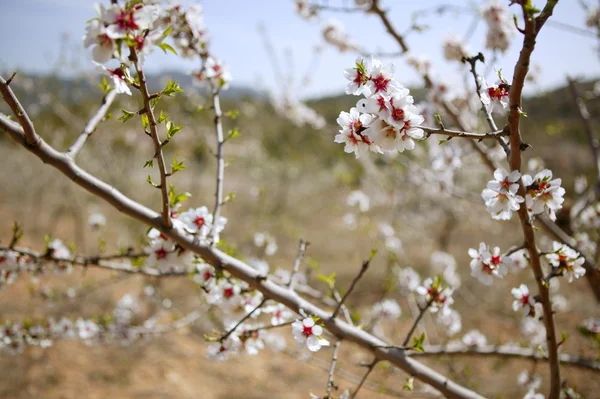 Beyaz badem ağacı çiçek — Stok fotoğraf