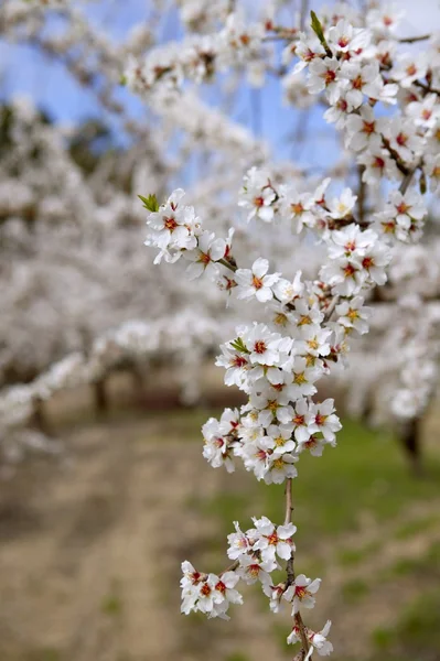 Beyaz badem ağacı çiçek — Stok fotoğraf