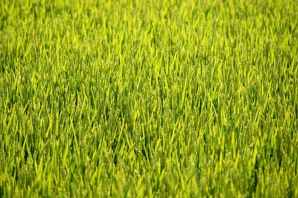 쌀 시리얼 그린 필드 — 스톡 사진