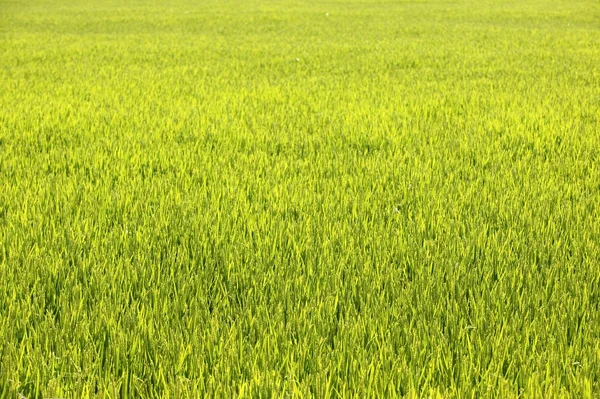 Campos verdes de cereais de arroz — Fotografia de Stock