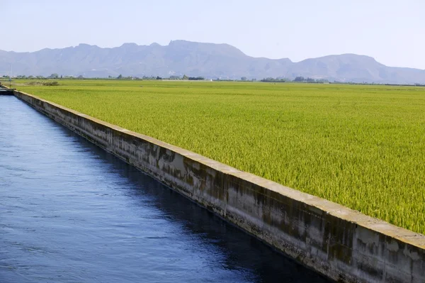 Зеленые поля рисовых злаков и голубой оросительный канал — стоковое фото