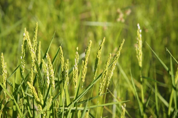 Δημητριακών πράσινο στους τομείς του ρυζιού — Φωτογραφία Αρχείου