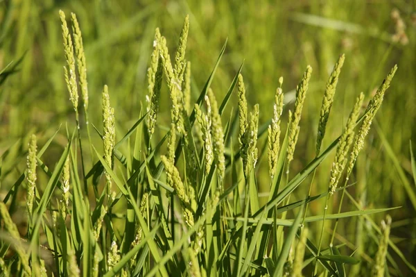 Зелёные поля риса — стоковое фото