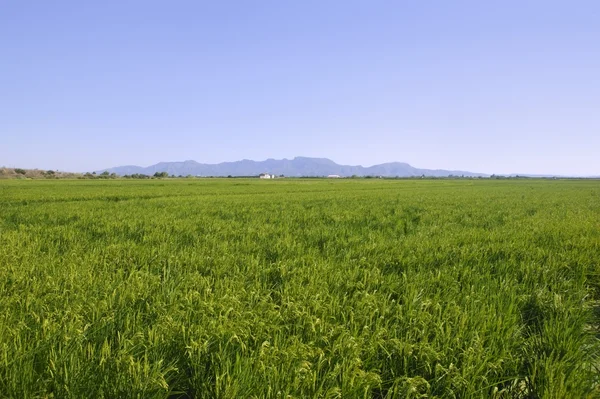 Campos verdes de cereais de arroz — Fotografia de Stock