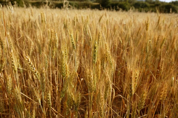 Campo amarillo de cereal de trigo dorado —  Fotos de Stock