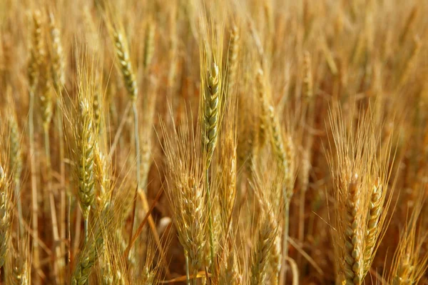 Golden wheat cereal yellow field — Stock Photo, Image