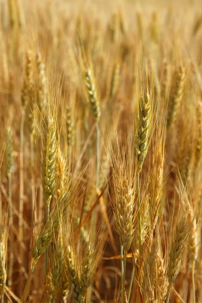 Campo amarelo de cereais de trigo dourado — Fotografia de Stock