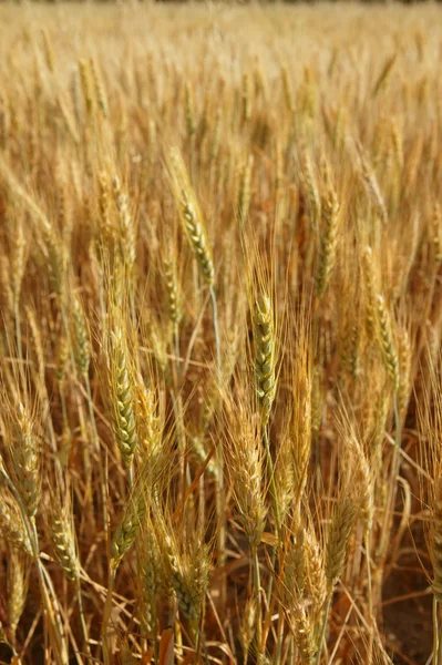 Campo amarelo de cereais de trigo dourado — Fotografia de Stock