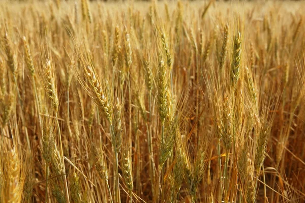 Golden wheat cereal yellow field — Stock Photo, Image