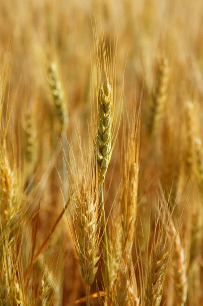 Pšenice Golden žluté obilné pole — Stock fotografie