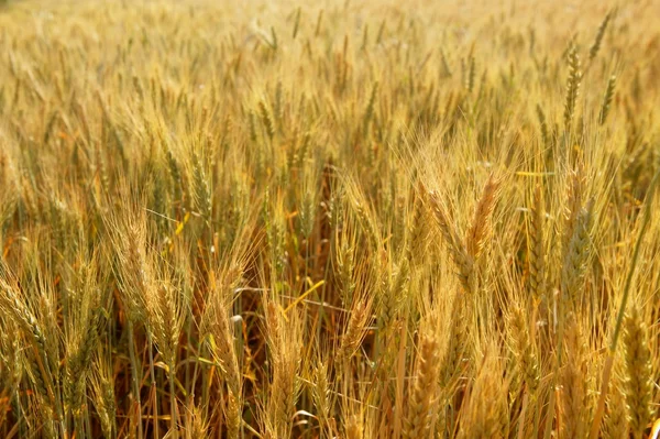 Gouden tarwe granen gele veld — Stockfoto