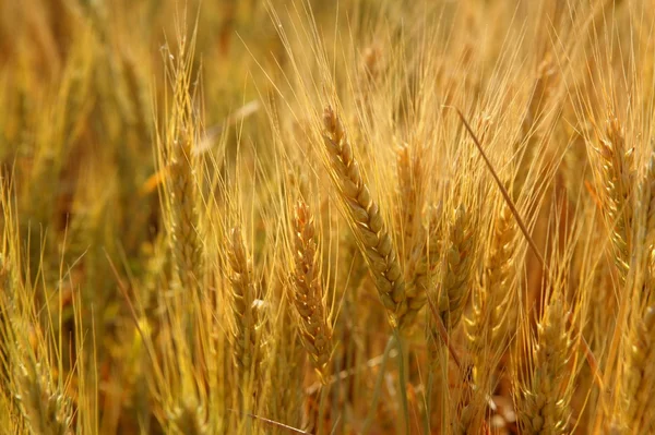 Pšenice Golden žluté obilné pole — Stock fotografie