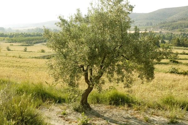 Olivovník pole ve Španělsku — Stock fotografie