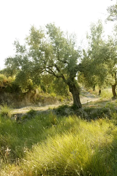 Drzewo oliwne pole w Hiszpanii — Zdjęcie stockowe