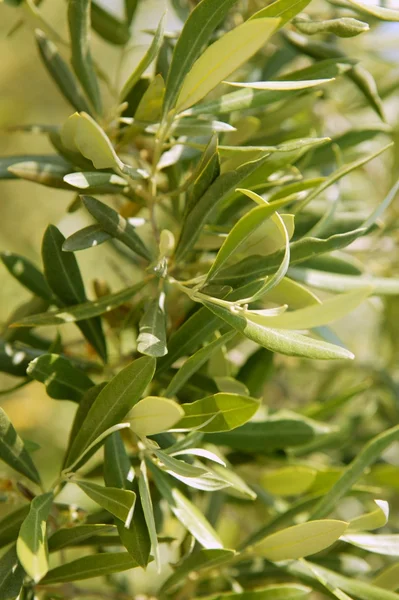 Drzewo oliwne pole w Hiszpanii, makro bliska — Zdjęcie stockowe