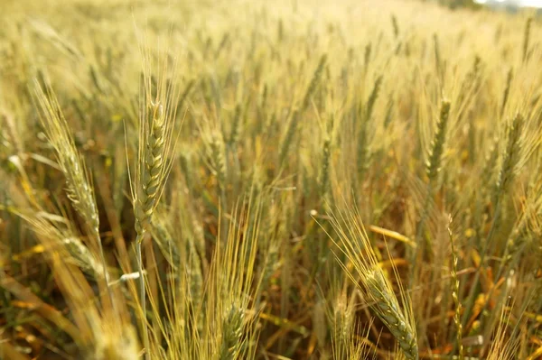 시리얼 노란 밀밭 — 스톡 사진