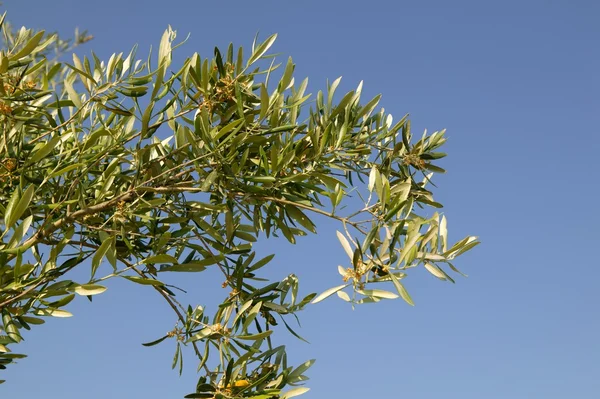 Olivovník pole ve Španělsku, makro zblízka — Stock fotografie