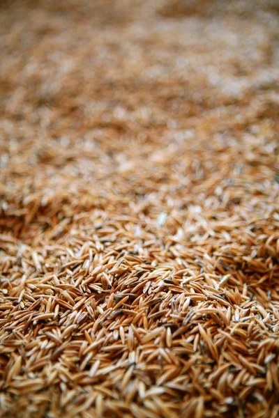 Вибірковий фокус на текстурі зернових вівса — стокове фото