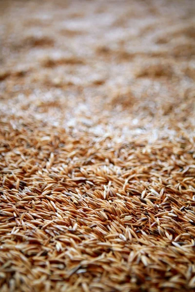 Oat cereal grain texture selective focus — Stock Photo, Image