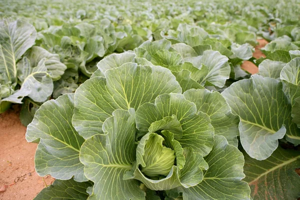 Campos de repolho, linhas de comida vegetal — Fotografia de Stock