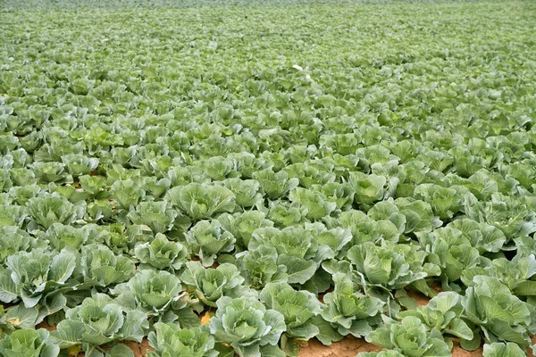 Cabbage fields, rows of vegetable food — Stock Photo, Image