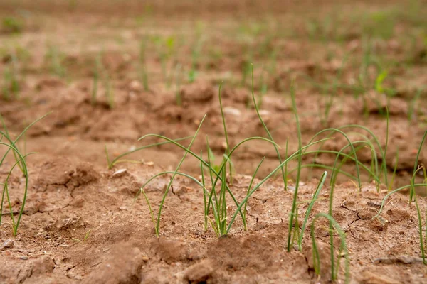 Zwiebeln, Knoblauch sprießt roten Boden Feld — Stockfoto