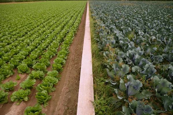Kål fält, rader av vegetabiliska livsmedel — Stockfoto